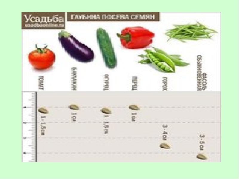 Сроки посева и глубина заделки семян овощных культур