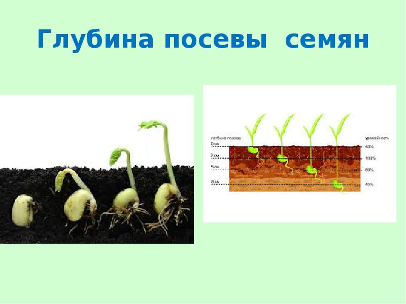 Презентация глубина заделки семян