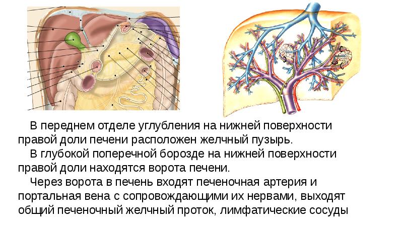 Кровоснабжение органов брюшной полости презентация