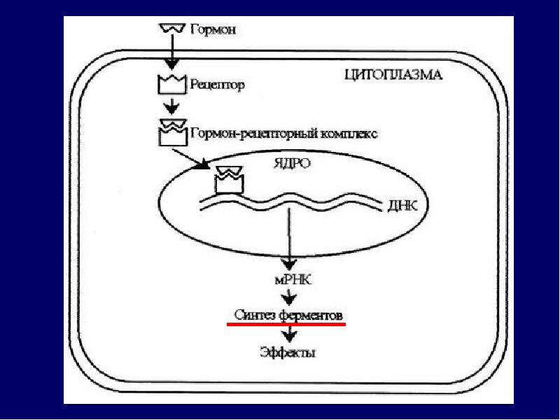 Механизм действия гормонов схема