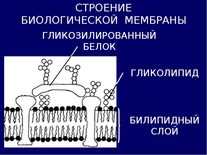 Строение биологической мембраны рисунок