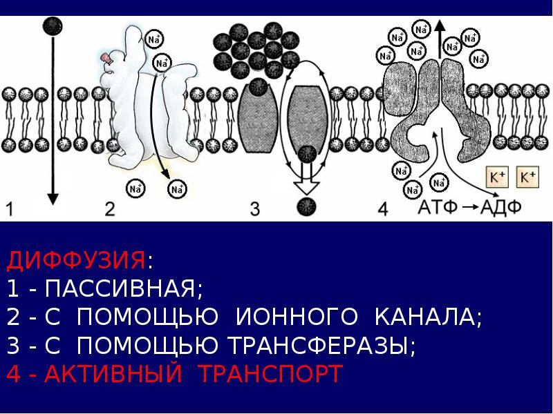 Биологические мембраны. Структурная организация мембран. Схема биологической мембраны с ионными каналами. Схема расположения ионного канала в биомембране.. Биомембраны дрожжей что это.