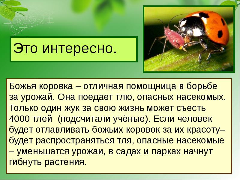 Невидимые нити в весеннем лесу презентация окружающий мир 2 класс перспектива