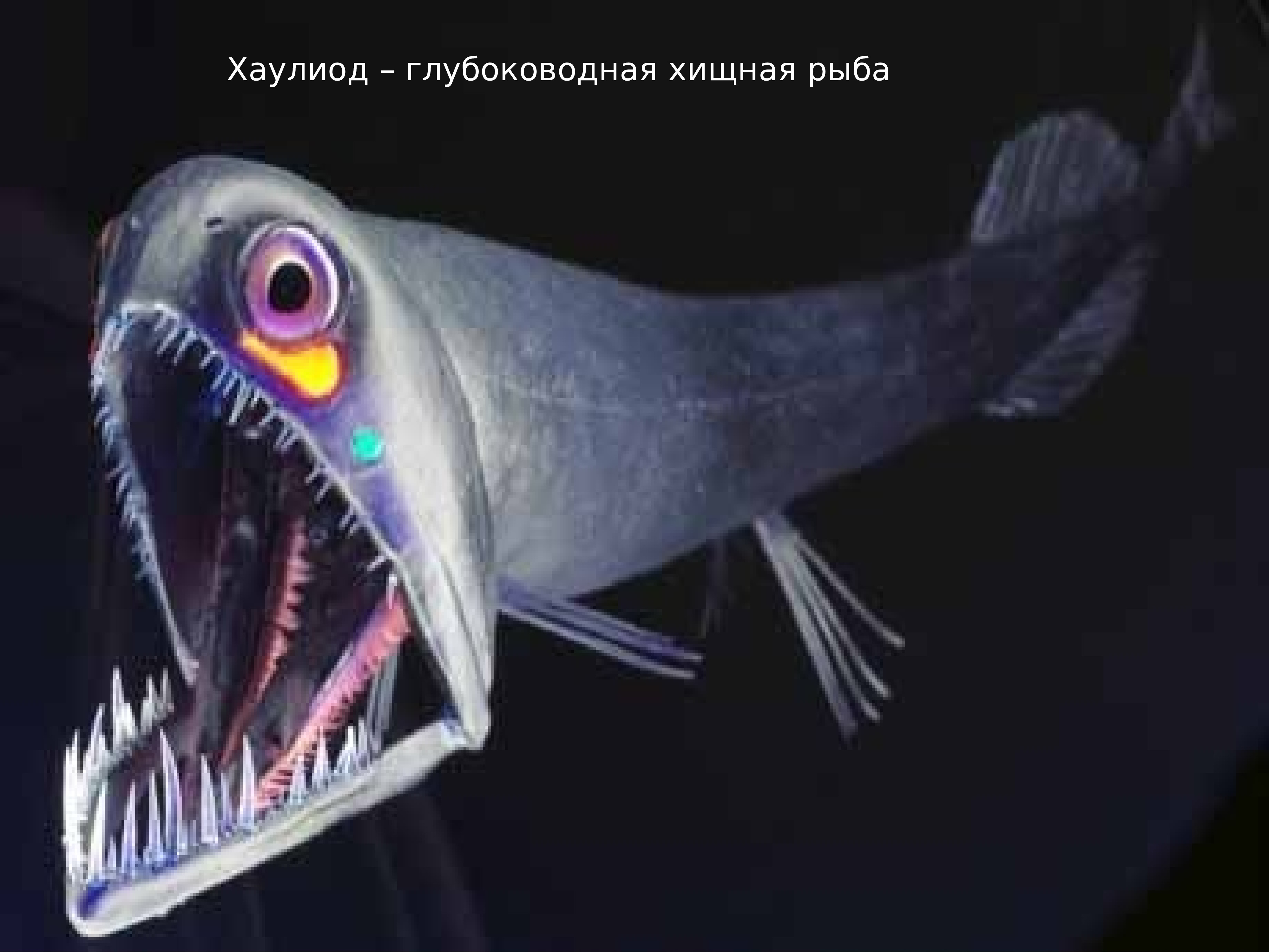 В глубоководных океанах отсутствуют. Черный малакост рыба. Чёрный малакост рыба глубоководная. Хаулиод (рыба-гадюка). Морской дракон идиакант.