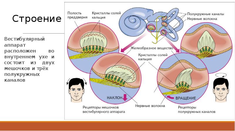 Вестибулярный аппарат картинка с подписями