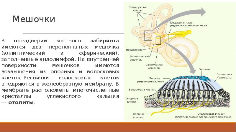 Проект вестибулярный аппарат