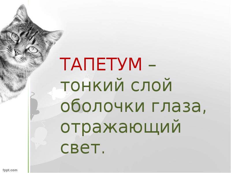 Презентация исследовательская работа 2 класс готовые работы