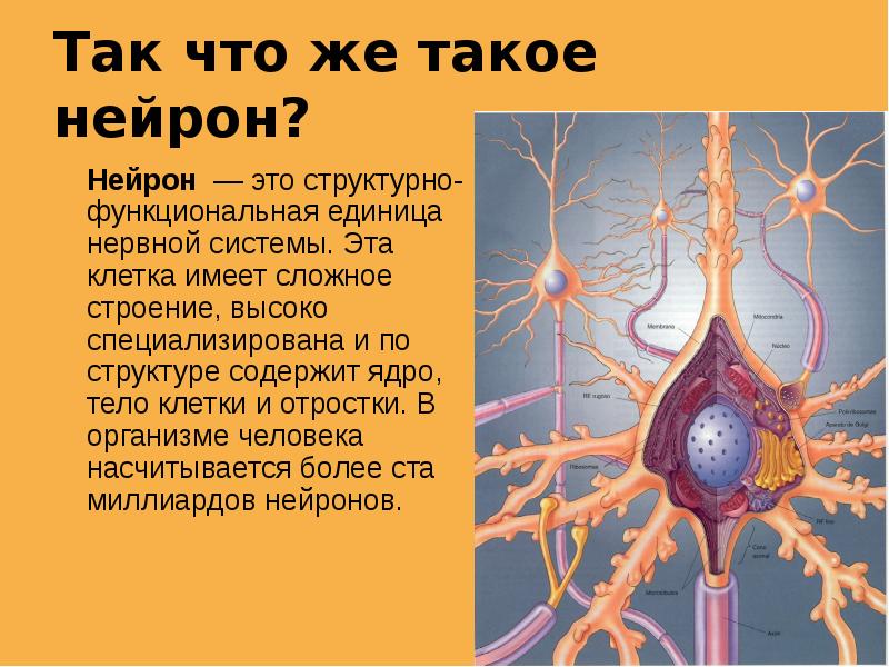 Строение нейрона презентация