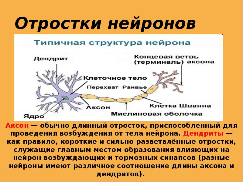 Нервные клетки имеют отростки. Нейроны головного мозга строение. Строение нейрона и синапса. Отростки нейрона. Строение нейрона.