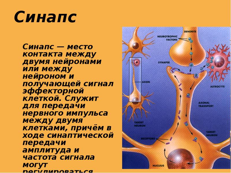 Нервный импульс рисунок