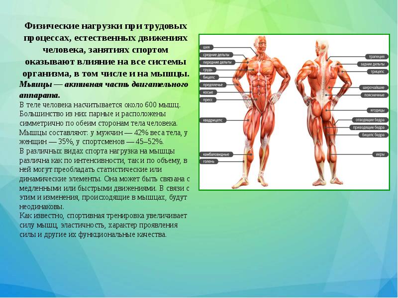 Перестройка мышц под влиянием физических нагрузок проект