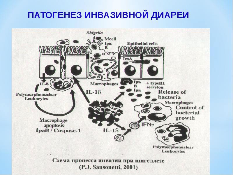 Шигеллез презентация инфекционные болезни