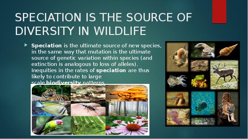 SPECIATION IS THE SOURCE OF DIVERSITY IN WILDLIFE
Speciation is the SPECIATION IS THE SOURCE OF DIVERSITY IN WILDLIFE
Speciation is the