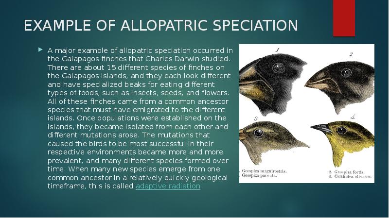 EXAMPLE OF ALLOPATRIC SPECIATION
A major example of allopatric speciation occurred EXAMPLE OF ALLOPATRIC SPECIATION
A major example of allopatric speciation occurred