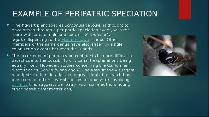 EXAMPLE OF PERIPATRIC SPECIATION
The figwart plant species Scrophularia lowei is thought to have arisen EXAMPLE OF PERIPATRIC SPECIATION
The figwart plant species Scrophularia lowei is thought to have arisen