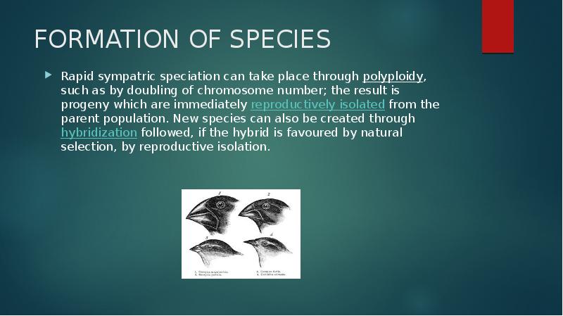 FORMATION OF SPECIES
Rapid sympatric speciation can take place through polyploidy, such FORMATION OF SPECIES
Rapid sympatric speciation can take place through polyploidy, such