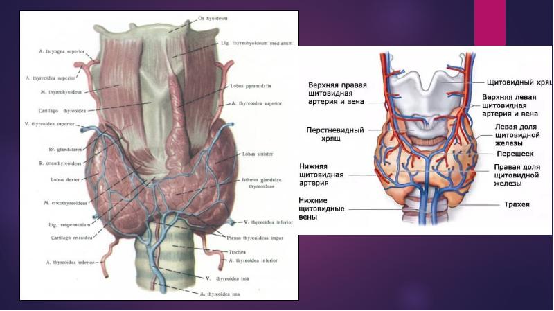 Анатомия щитовидной железы презентация