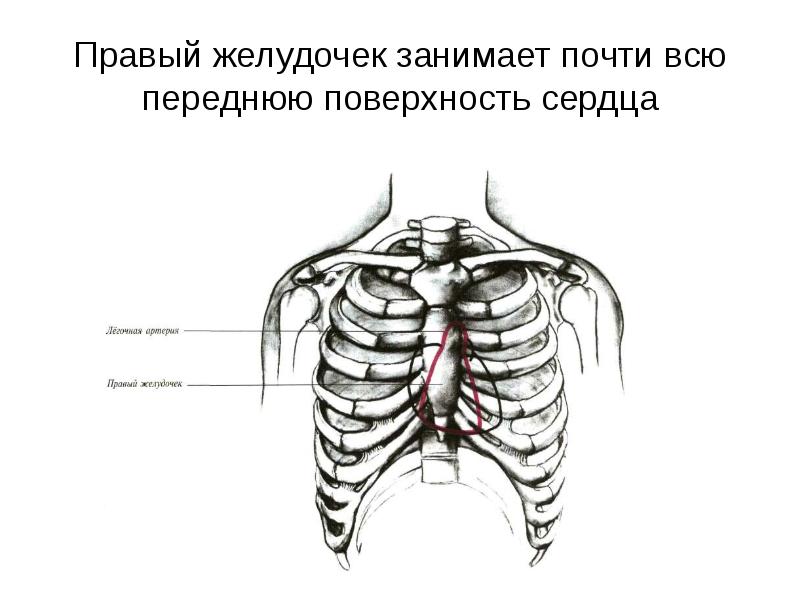 Правый желудочек занимает почти всю переднюю поверхность сердца