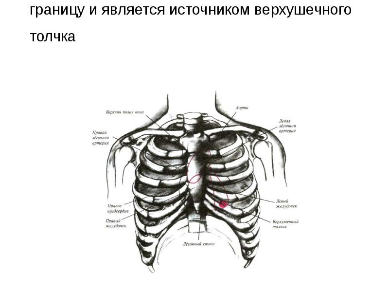 ЛЖ занимает лишь небольшую часть передней поверхности сердца, формирует левую границу