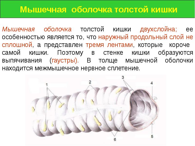 Пищеварительная система презентация гистология