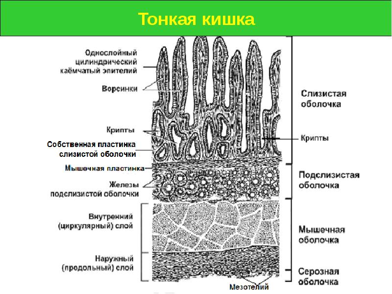 Толстая кишка рисунок гистология