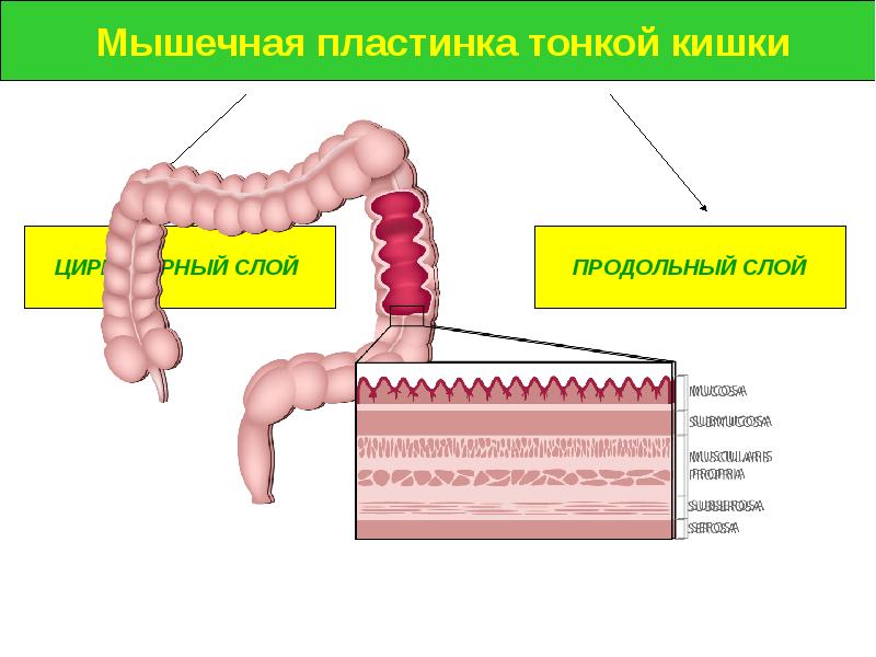 Толстый и тонкий кишечник презентация