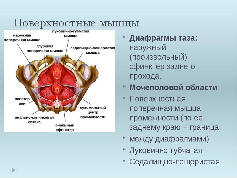 Функции малого таза. Поверхностная поперечная мышца промежности анатомия. Поверхностные мышцы диафрагмы таза. Поверхностные мышцы мочеполовой диафрагмы. Мышцы тазовой диафрагмы.