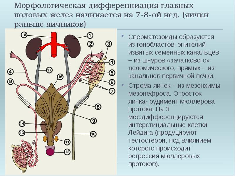 Половая система рисунок