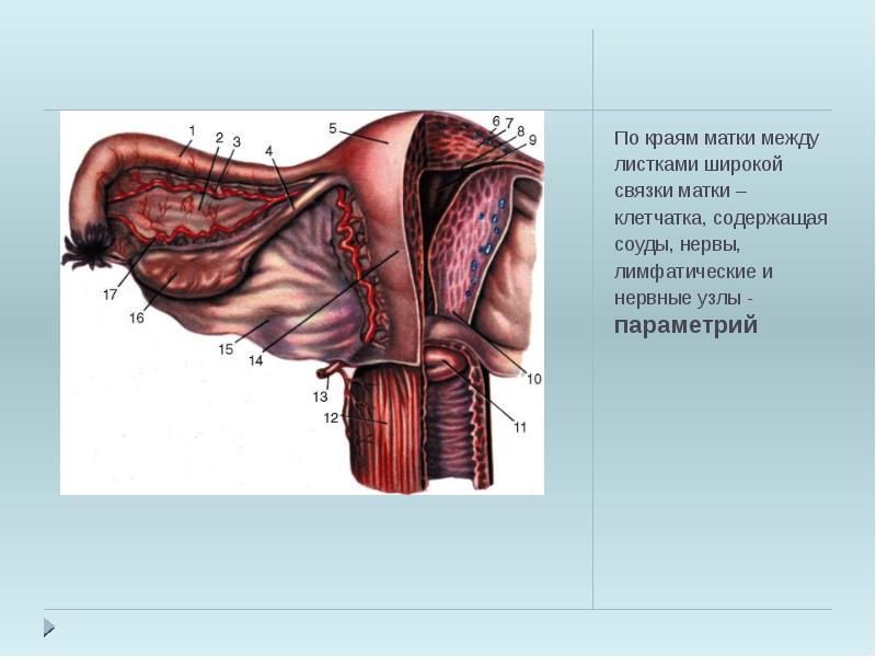 Анатомия матки презентация