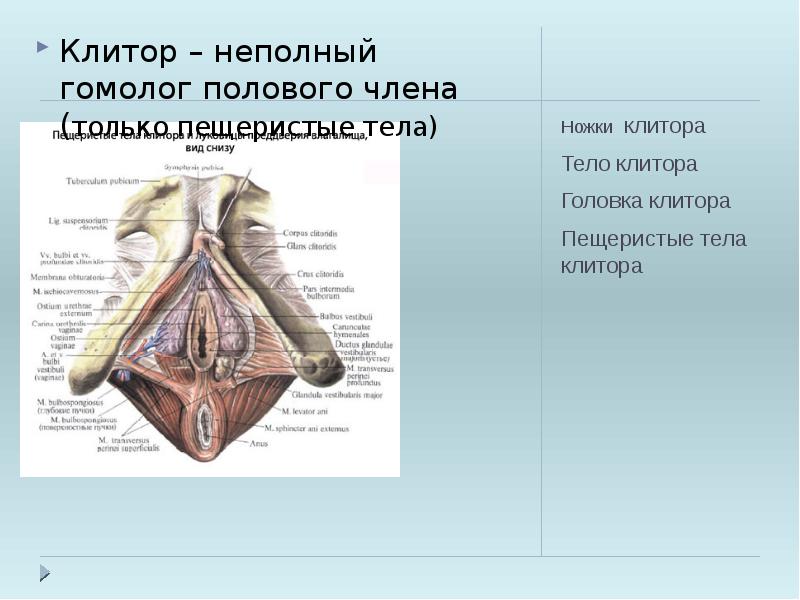 Любительское порно: пизда с большими половыми губами