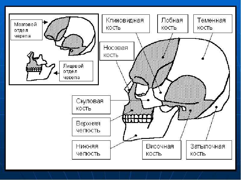 Скелет головы схема