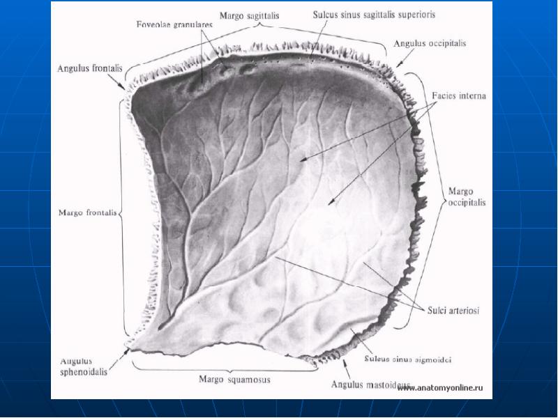 Facies medialis dentium incisivorum et caninorum