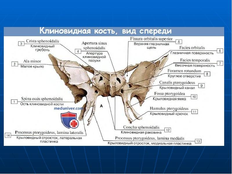 Отростки клиновидной кости. Клиновидная кость крыловидный отросток. Клиновидная кость крыловидный канал. Медиальная пластинка клиновидной кости. Остистое отверстие большого крыла клиновидной кости.