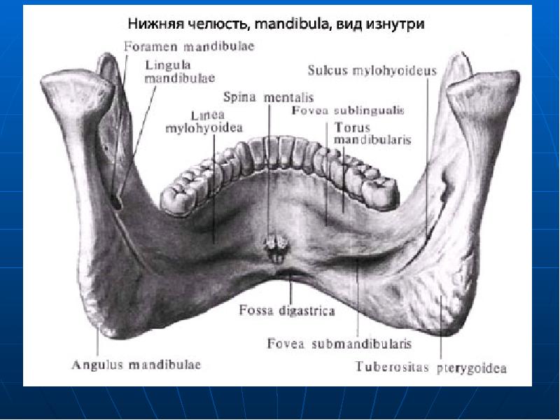 Внутренняя поверхность костей. Челюстно-подъязычная линия нижней челюсти. Нижняя челюсть анатомия внутренняя поверхность. Подъязычная кость анатомия строение. Нижняя челюсть анатомия бугристость.