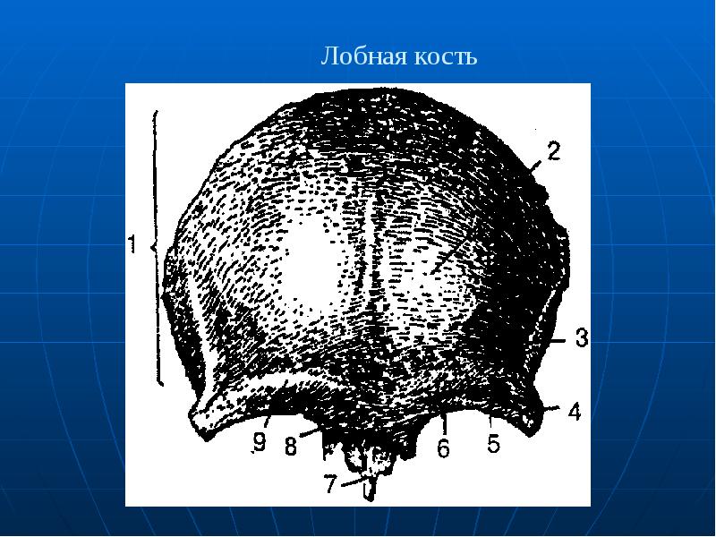 Лобная кость рисунок