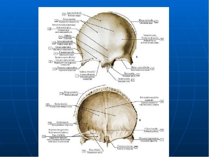 Кости черепа сзади картинки с подписями