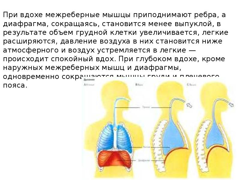 Вдох и выдох у пресмыкающихся происходит благодаря поднятию и опусканию стенки дна ротовой полости