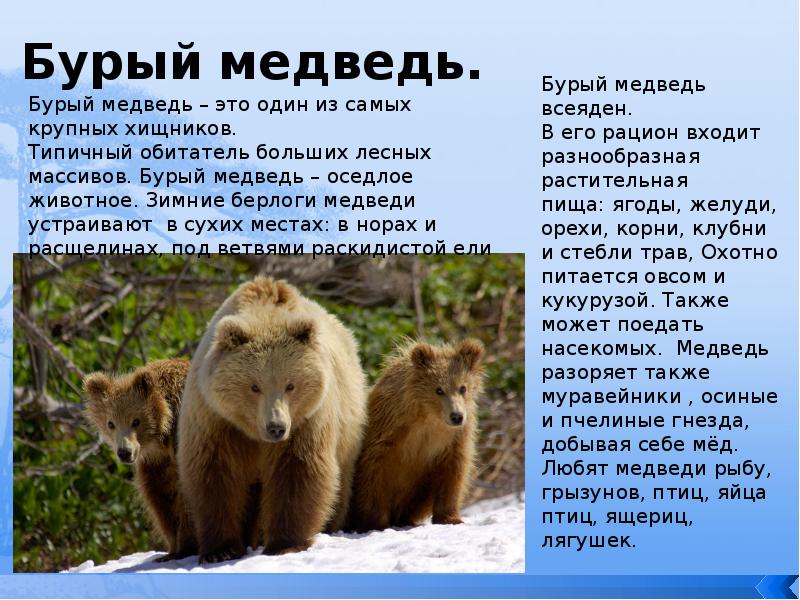 В какой природной зоне встречается медведь. Медведь для презентации. Презентация на тему обитатели тайги. Доклад на тему медведь. Сообщение о медведе.