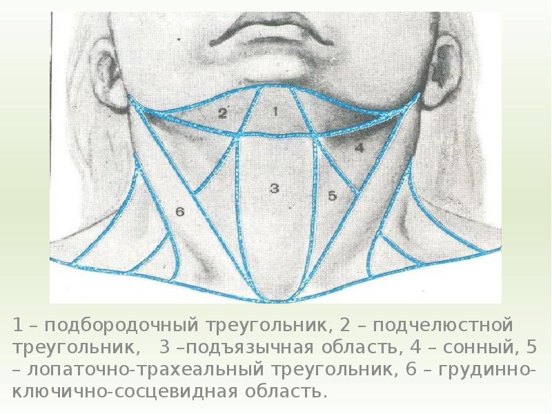 Стенки поднижнечелюстного треугольника