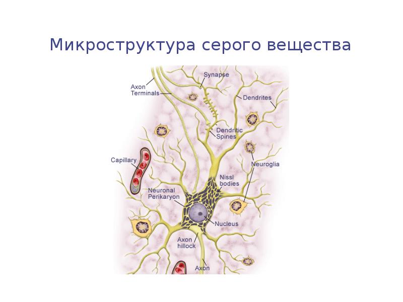 Нервная ткань гистология презентация