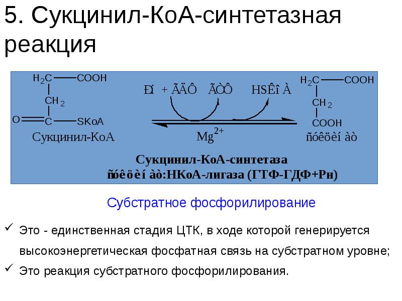 Коа кофермент. Реакция субстратного фосфорилирования в ЦТК. Реакции субстратного фосфорилирования цикла трикарбоновых кислот. Коферменты сукцинил-КОА В сукцинат. Сукцинил КОА формула структурная.