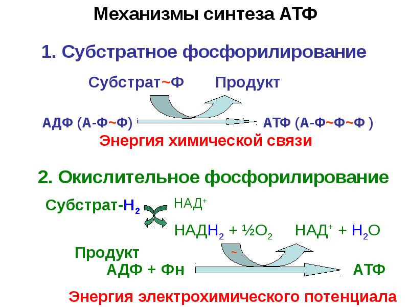 Необходима для синтеза атф. Механизм образования АТФ окислительное фосфорилирование. Синтез АТФ биохимия окислительное фосфорилирование. Синтез АТФ путем окислительного фосфорилирования. Механизм образования АТФ уравнение реакции.