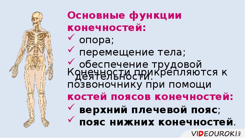 Основная функция костей поясов конечностей. Функции конечностей. Скелеты конечностей основная функия. Функции конечностей опора. При помощь костионечности прикрепляются к туловищу.