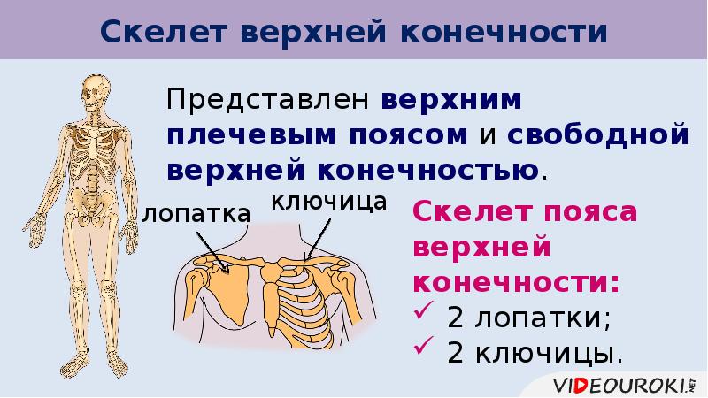 Значение скелета верхних конечностей. Скелет верхних и нижних конечностей презентация. Скелет конечностей 8 класс презентация. Скелет документа. Тест скелет верхних и нижних конечностей.