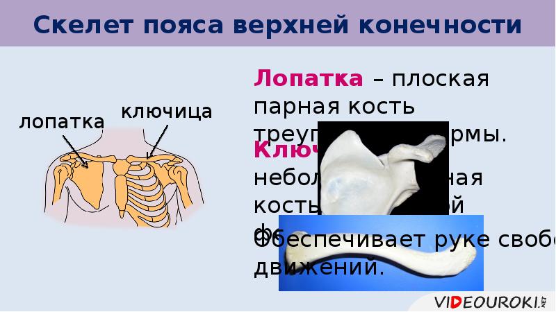 Пар костей. Пояс верхних конечностей лопатка скелет. Скелет верхних конечностей ключица. Скелет пояса верхним и нижних. Лопатка парная кость.