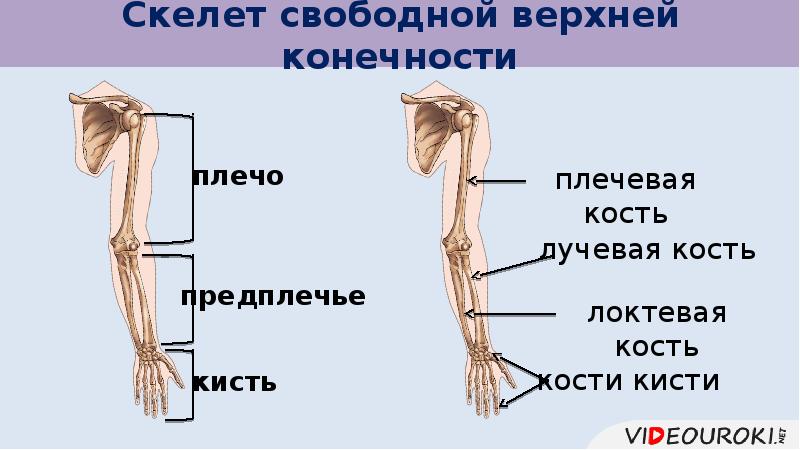 Предплечье на скелете. Скелет свободной верхней конечности плечевая кость. Скелет свободной верхних конечностей предплечье. Скелет свободной верхней конечности функции. Роль скелета верхней конечности.