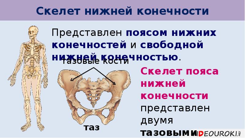 5 скелет нижних конечностей