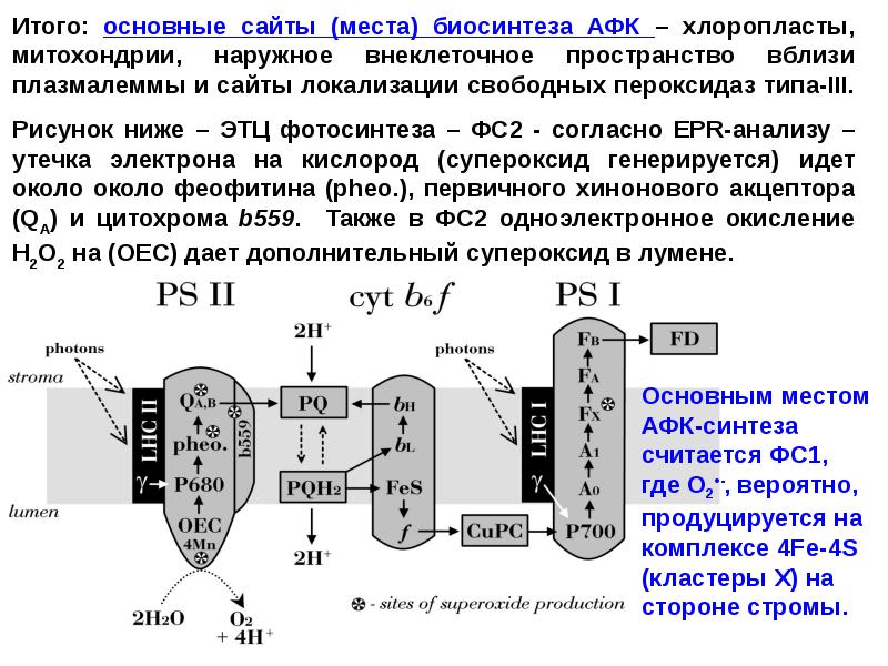 Синтез атф в хлоропластах. Транспорт электронов по ЭТЦ хлоропласта осуществляется по принципу. Электронтранспортная цепь фотосинтеза. ЭТЦ фотосинтеза. Электрон транспортная цепь фотосинтеза.