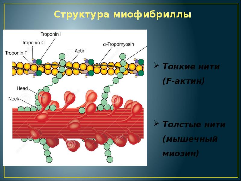 Нити актина. Структура актина и миозина. Миофибриллы актин миозин. Тонкие нити миофибрилл. Структура миофибриллы.