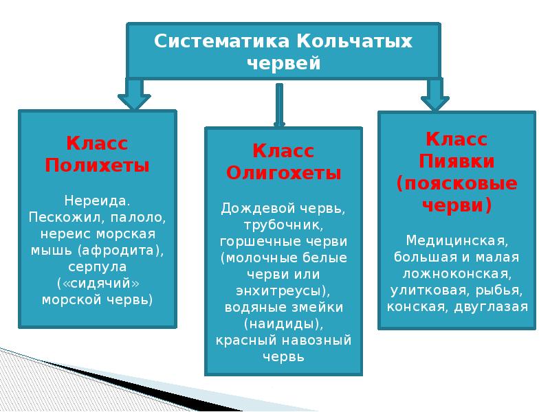 Презентация черви 7 класс биология